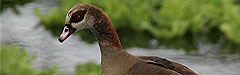 Afrika, Nilgans