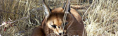 Afrika,  Afrikanischer Luchs