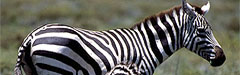 Zebra