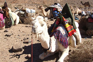 Algerien, Hoggar-Gebirge, Kamele, Wüste u. Berber