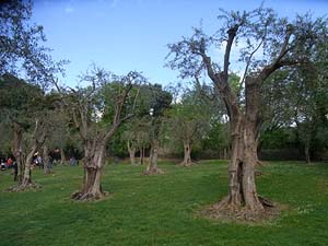 Frankreich, Nizza, Parc de Cimiez