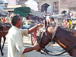 Indien, Jodhpur, Pferdekarren