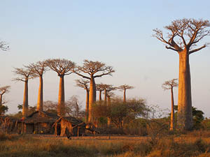 Madagaskar, Allee der Baobabs