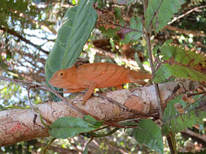 Madagaskar, Chamaeleon