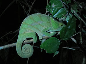 Madagaskar, Chamaeleon