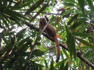 Madagaskar, Lemur