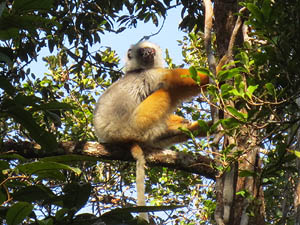 Madagaskar,Lemur Diademsifaka