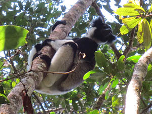 Madagaskar,Lemur Indri