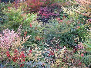 Spanien, Malaga, Pflanzen im Garten