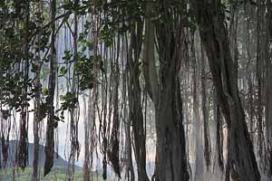 Mauritius Wald, Afrika