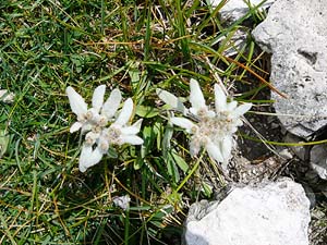 Alpen-Edelweiß (Leontopodium nivale) 