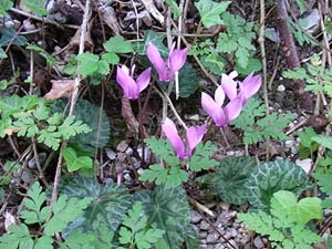 Europäische Alpenveilchen (Cyclamen purpurascens), Wildes Alpenveilchen, Zyklame, Erdscheibe, Erdbrot 