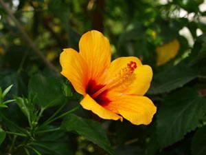 Hibiskus