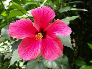 Hibiskus