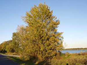 Pappeln (Populus)