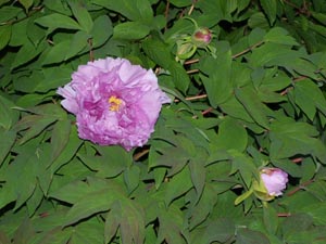 Pfingstrose (Paeonia)