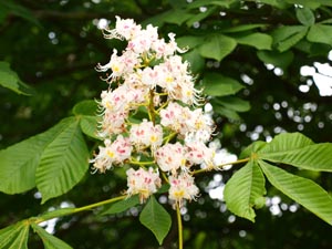 Rosskastanien (Aesculus)