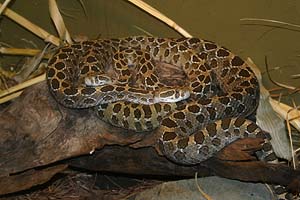 Lanzenkopf-Klapperschlange, crotalus polystictus