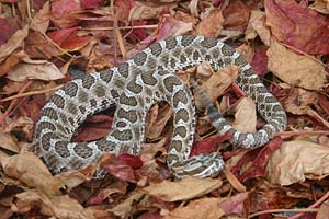 Massasauga, Kettenklapperschlange, Sistrurus catenatus