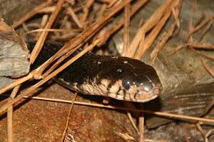 Weißlippenkobra, Schwarz-weiße Kobra, Naja melanoleuca