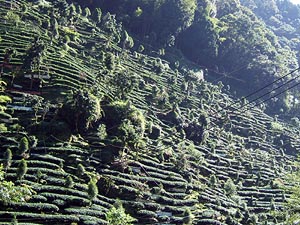 Taiwan, Teeanbau