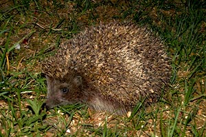 Igel 