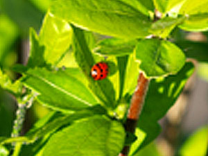 Marienkäfer (Coccinellidae)