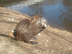 Nutria