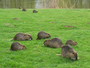 Nutria