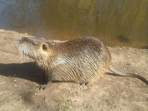 Nutria