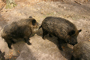 Wildschweine