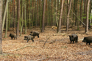 Wildschweine