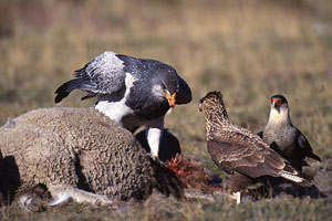 Aguja-Blauadler, Südamerika