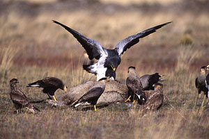 Aguja-Blauadler, Südamerika