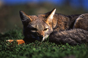 Pampasfuchs (Lycalopex gymnocercus), Südamerika