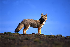 Pampasfuchs (Lycalopex gymnocercus), Südamerika