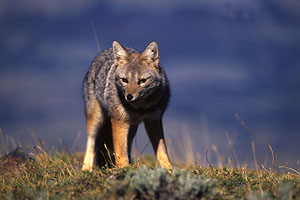 Pampasfuchs (Lycalopex gymnocercus), Südamerika