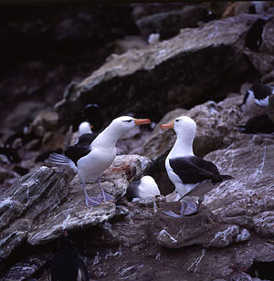 Schwarzbrauenalbatros