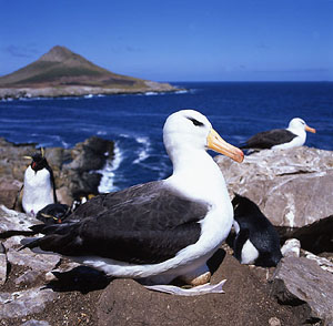 Schwarzbrauenalbatros, Südamerika