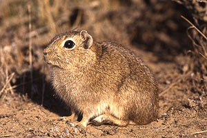 Zwergmeerschweinchen, Südamerika