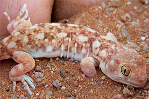 Geckos