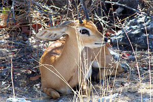 Kirkdikdik 