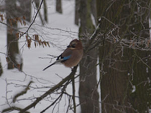 Eichelhäher (Garrulus glandarius)