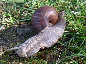 Weinbergschnecke 