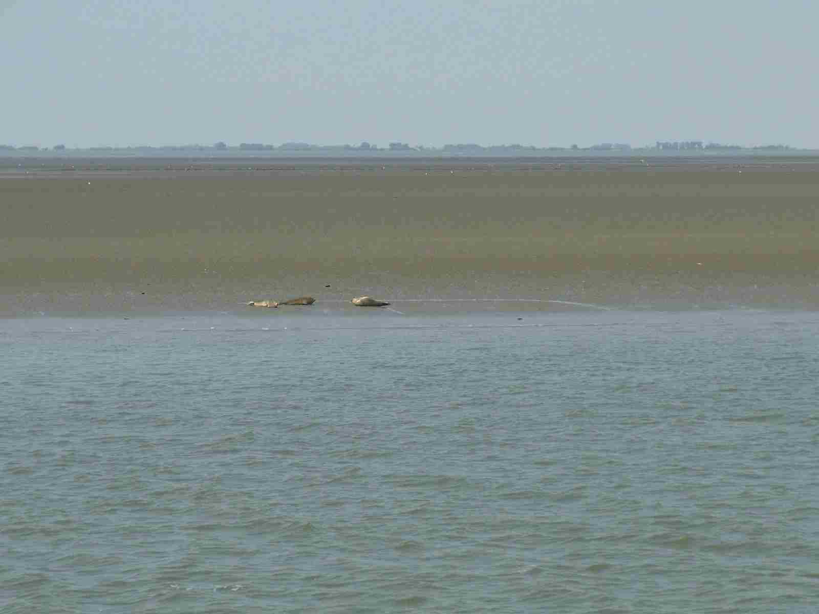 Wilhelmshaven, Sandbank